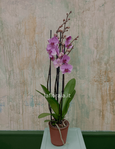 Pianta di PHALAENOPSIS