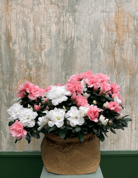 Pianta di AZALEA