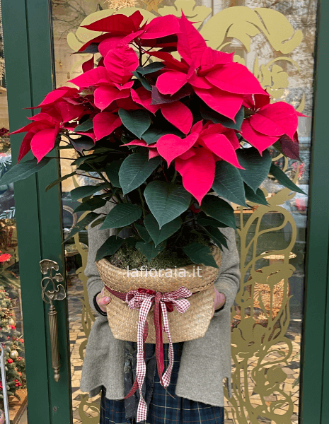 Stella grande in confezione natalizia