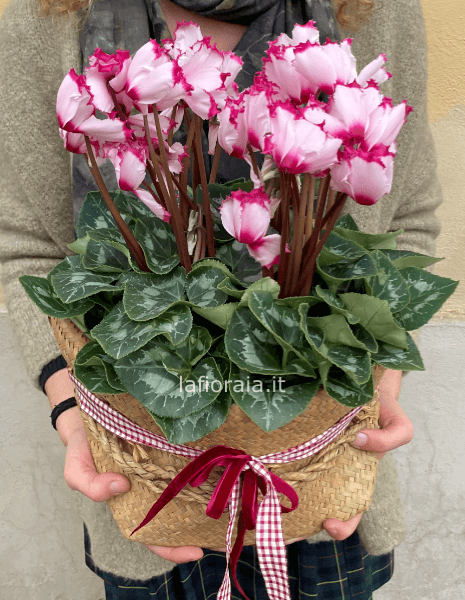 Ciclamino in borsa di palma